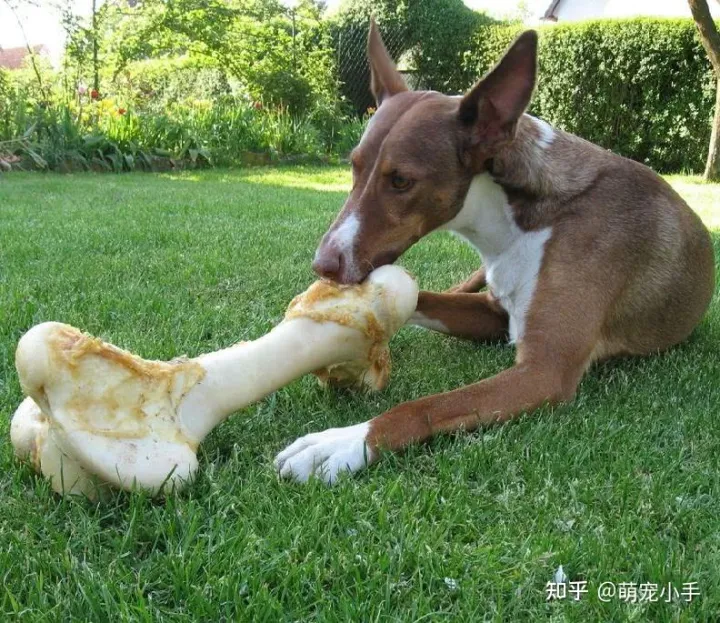 狗狗白血病怎么治，狗狗贫血怎么办？分清病因是关键，别盲目补血