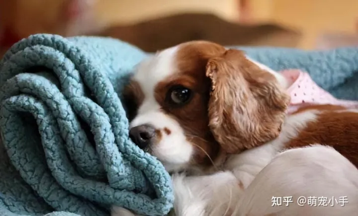 狗狗白血病怎么治，狗狗贫血怎么办？分清病因是关键，别盲目补血