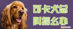 可卡犬总叫怎么办，平时狗狗不怎么叫突然特别能叫