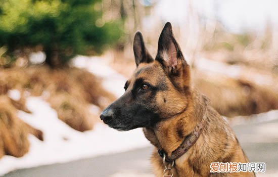 鹿犬怎么立耳朵 鹿犬耳朵竖起来的方法