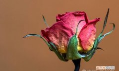 玫瑰花瓣是什么垃圾，枯萎的玫瑰花是什么颜色