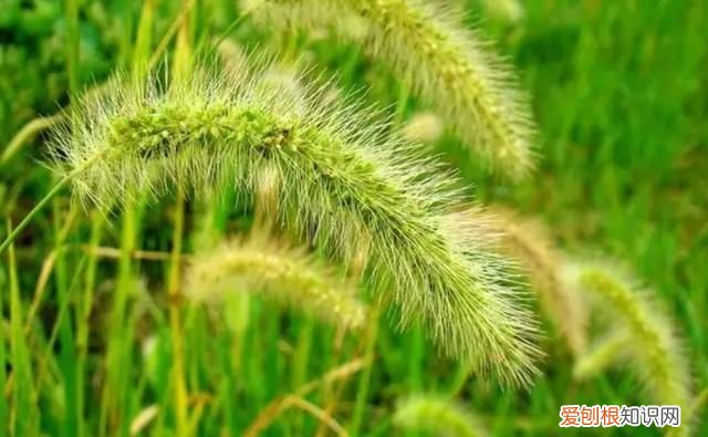 狼尾草和狗尾草区别图片，狗尾巴草和狼尾巴草有什么区别