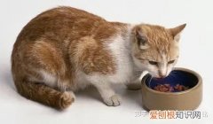 猫每次碗里都会剩点猫粮，宠物知识科普丨猫为啥总喜欢在碗里留点“存货”不吃完？