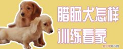 腊肠犬怎样训练看家，腊肠犬如何训练