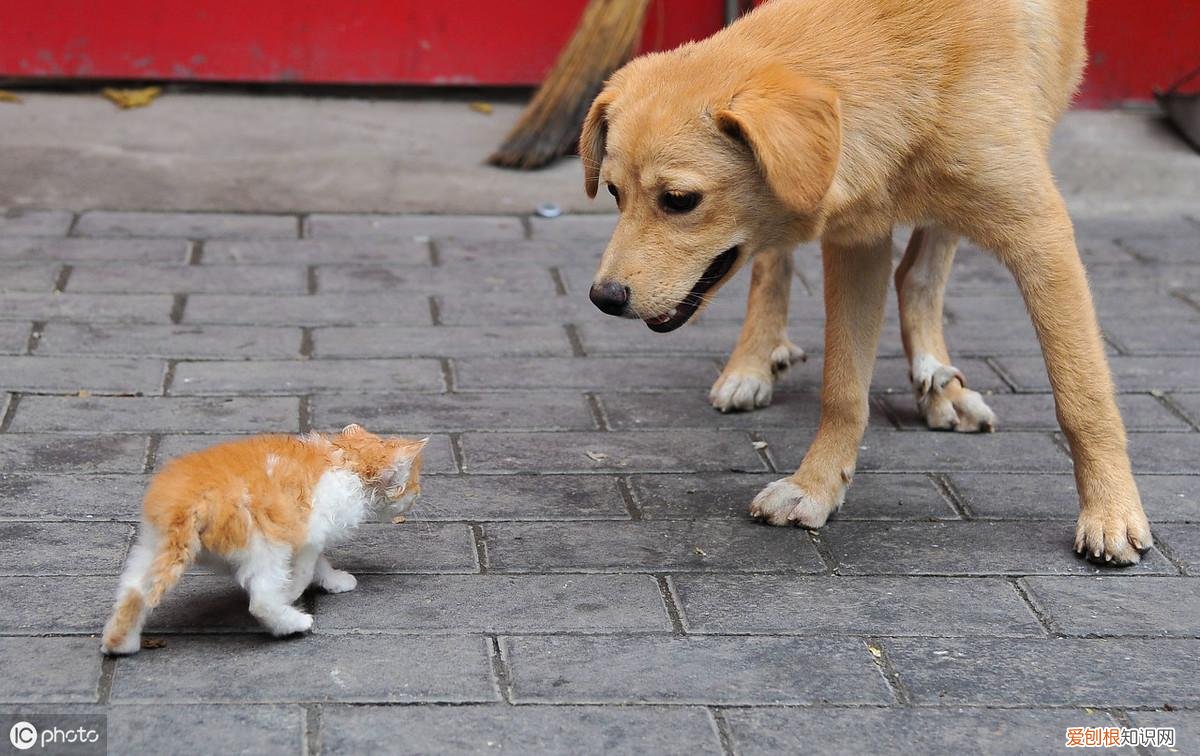 猫和狗是宠物吗,猫狗知道它们是宠物吗?狗狗知道,猫可能都不知道自己是猫