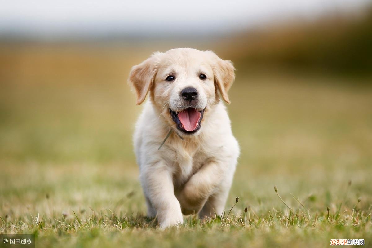 猫和狗是宠物吗,猫狗知道它们是宠物吗?狗狗知道,猫可能都不知道自己是猫