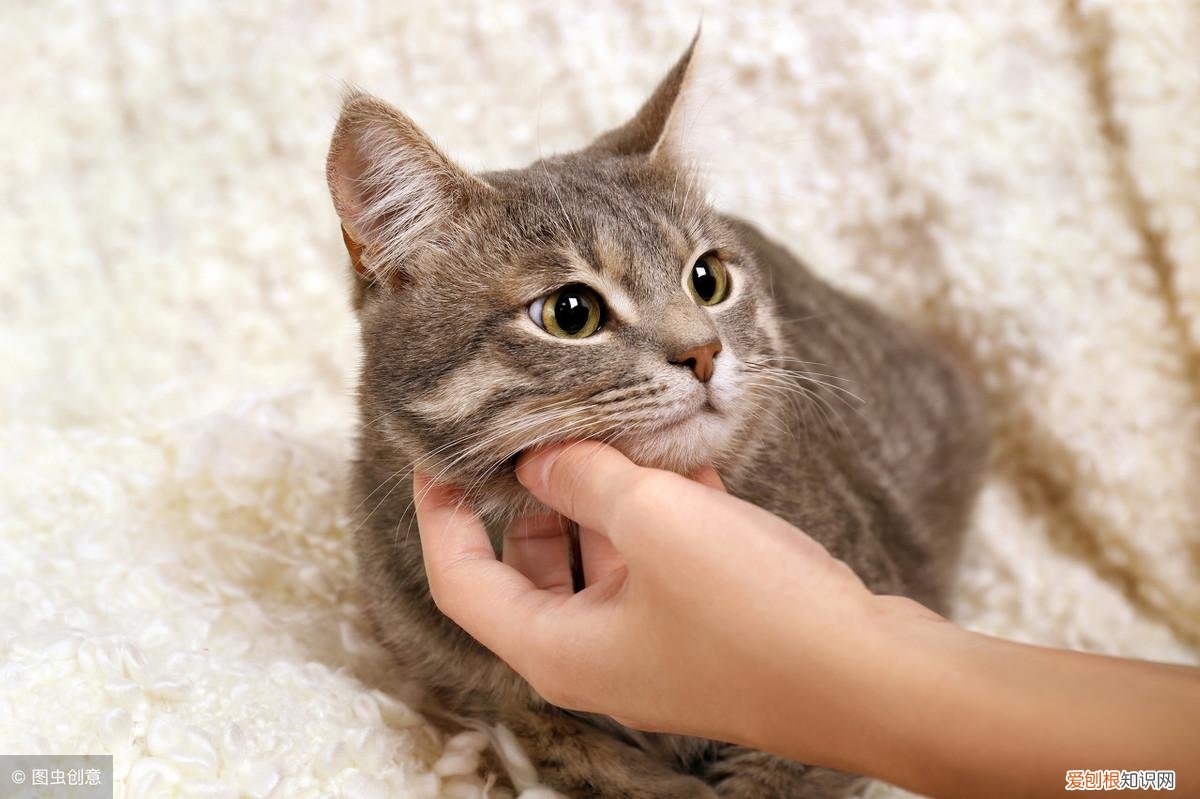 猫和狗是宠物吗,猫狗知道它们是宠物吗?狗狗知道,猫可能都不知道自己是猫