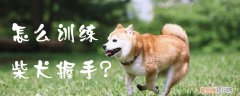 怎么训练柴犬握手，怎么样训练狗狗握手