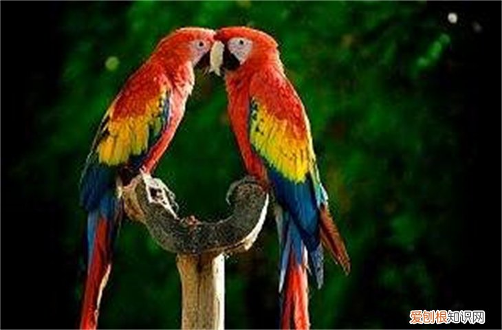 鹦鹉撞玻璃后急救措施有哪些,鹦鹉不小心撞到了玻璃