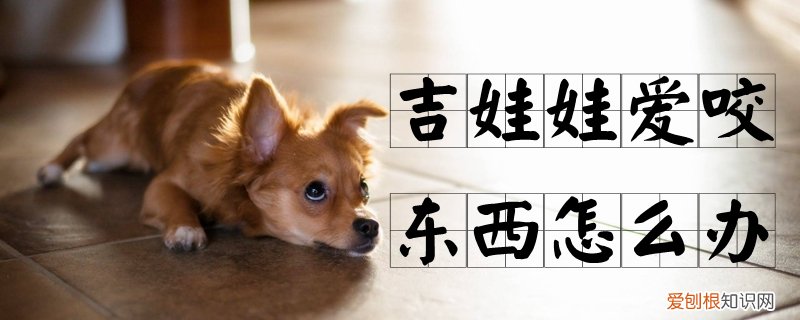 吉娃娃爱咬东西怎么办,吉娃娃爱咬东西怎么办啊