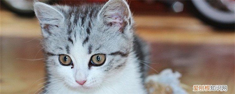 猫咪尿频怎么办,猫咪尿频尿少怎么办,猫咪尿频尿急怎么办,公猫咪尿频尿少怎么办