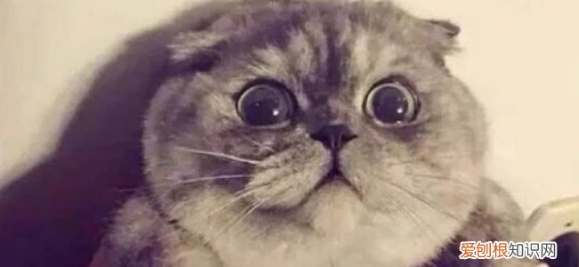 公猫尿道口出血,公猫尿道口流血不进食,公猫尿道流血,公猫尿道口出血怎么办