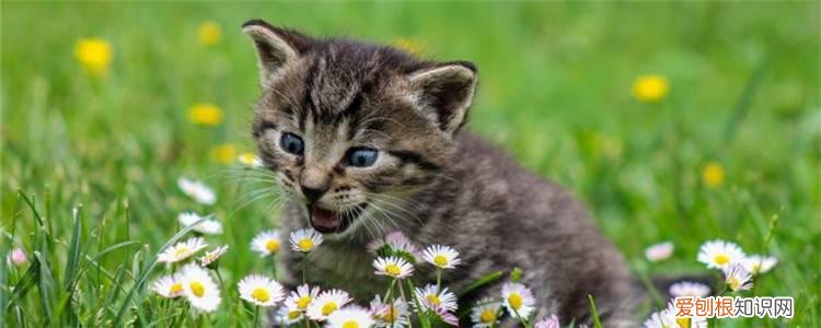 猫下嘴唇掉毛露肉,猫下嘴唇掉毛露肉红肿,猫下嘴唇掉毛露肉有小水泡