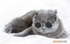 猫骨折不管它,猫骨折吃什么，猫骨折了，猫骨折了会怎么样