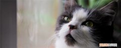 猫喘气急促伴有吭哧声,猫喘气急促伴有吭哧声咳嗽,猫喘气急促伴有吭哧声一阵