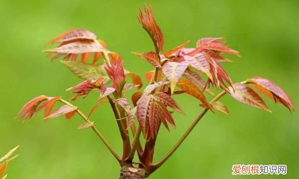 香椿和臭椿的区别,臭椿和香椿区别图片