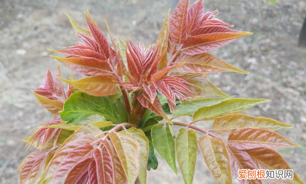 香椿和臭椿的区别,臭椿和香椿区别图片