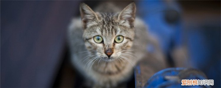 猫咪身上长红疹,猫咪身上长红疹子,猫咪身上起红疹,猫咪浑身起疹子