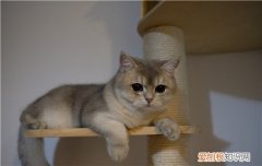 猫贫血严重能活多久,猫严重贫血也不迟东西,猫严重贫血怎么办。，猫严重贫血症状