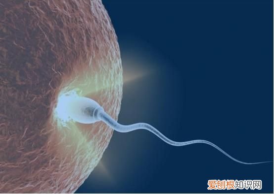 吃一口等于10斤生蚝,男性精子不好,可劲吃,精子一天天变强