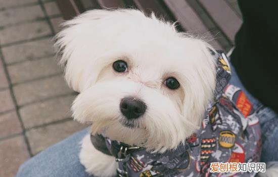 狗为什么饿了四天还挑食 狗挑食一般饿几天能屈服