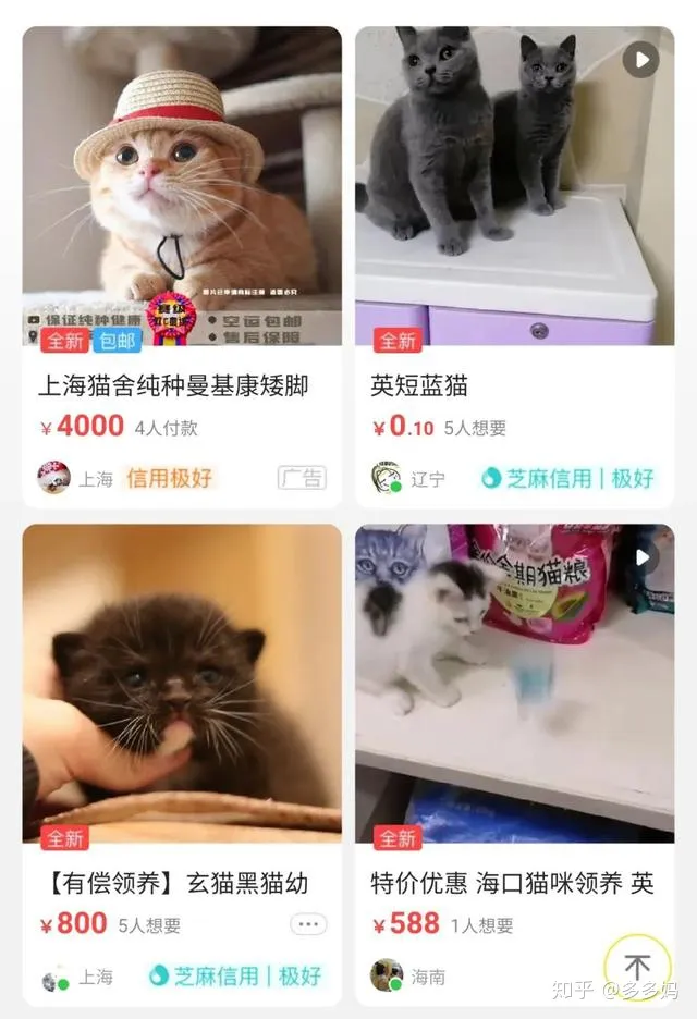 猫怎么看品相好不好，怎么看猫的品相？看完后买猫再也不被忽悠了！