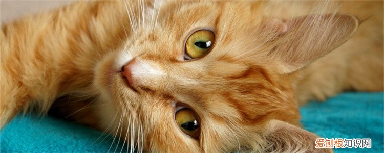 猫传腹猫咪的眼睛变化,猫传腹早期眼睛模糊,猫传腹眼睛会怎么样,猫传腹瞳孔有什么变化