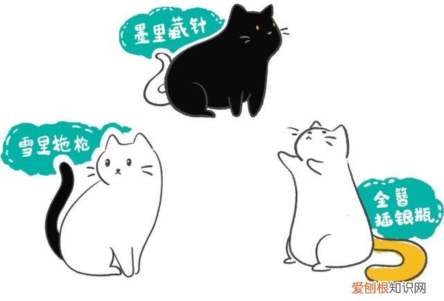 猫的绝招是，老祖宗挑猫术，牢记这些“秘诀”，就能选到一只好猫