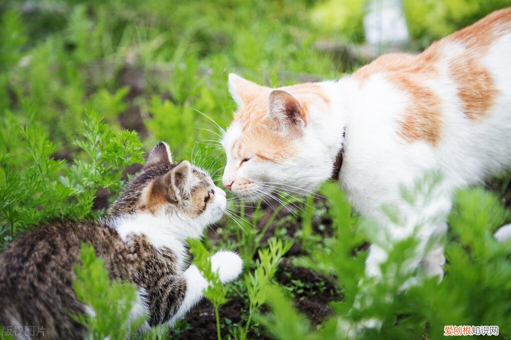 猫的绝招是，老祖宗挑猫术，牢记这些“秘诀”，就能选到一只好猫