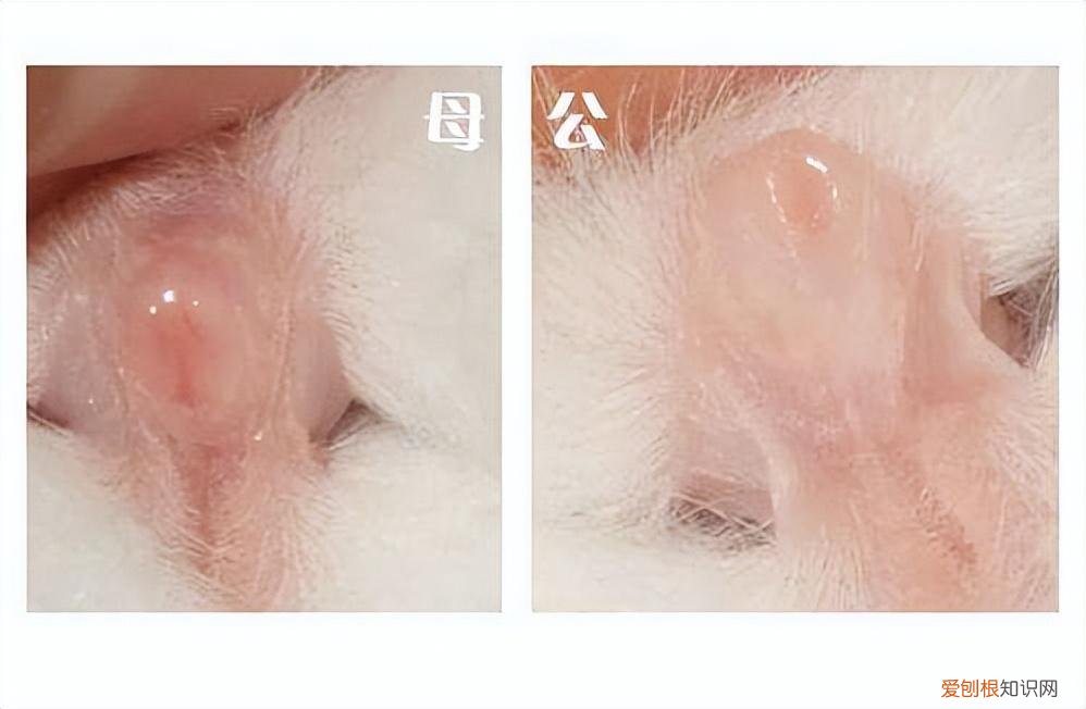 公兔子和母兔子区别视频,兔子如何分辨公母?