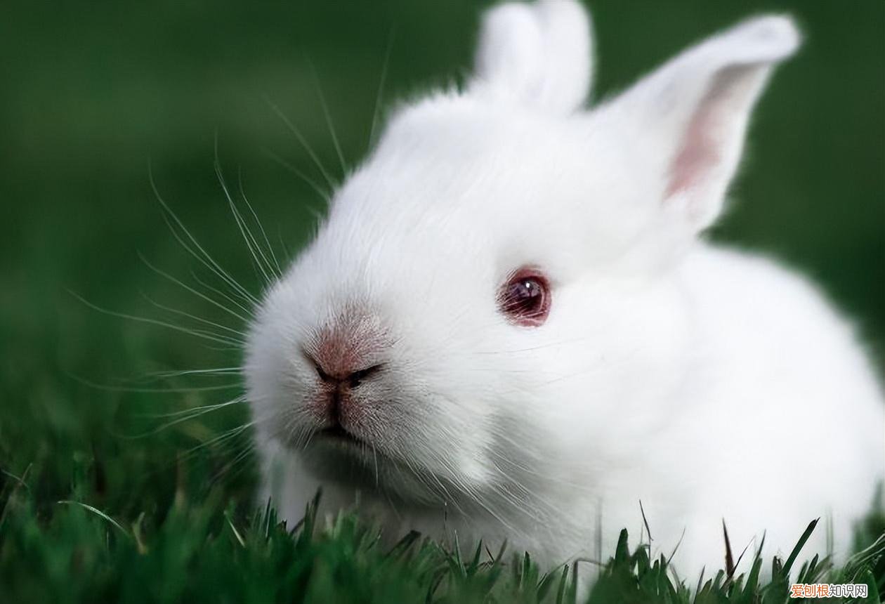 公兔子和母兔子区别视频,兔子如何分辨公母?
