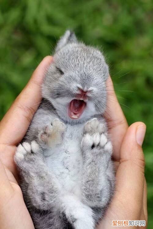 公兔子和母兔子区别视频,兔子如何分辨公母?