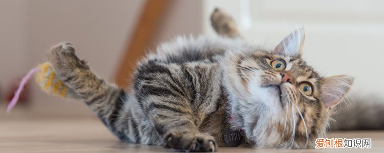 猫隔着裤子咬破了表皮,猫隔着裤子咬破皮出血,猫隔着裤子出一个红点要紧吗