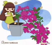 三角梅怎样养才能开花，养三角梅的5个技巧，跟她学一学，年年开爆盆