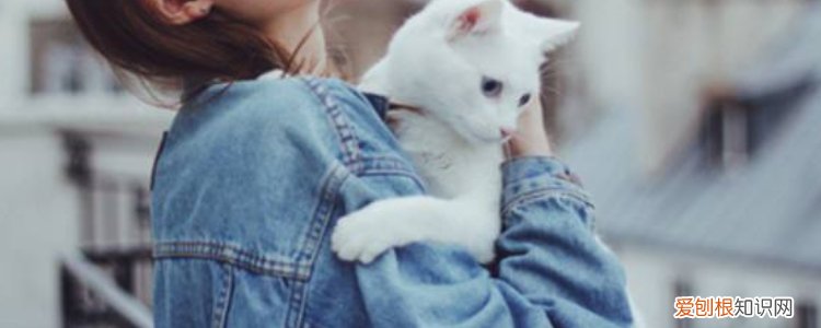 怎么判断孩子有没有被猫抓,怎么判断孩子有没有被猫抓伤,如何确定孩子有没有被猫抓