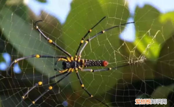 如何做蛛丝发射器,怎么用胶水做蜘蛛丝