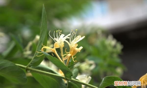 金银花什么时候种植，金银花苗什么季节时候可以种植呢