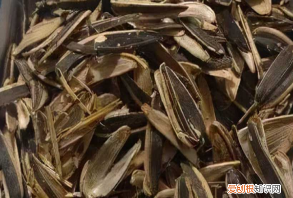 花生壳放哪个垃圾桶，花生壳是什么垃圾分类