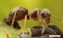 怎样去除土壤中的蚂蚁，花土里有蚂蚁怎么办用什么药