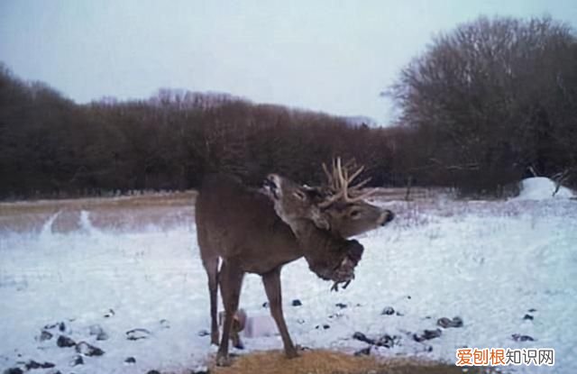 鹿角一样的是什么牌子