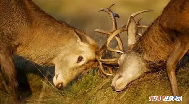 鹿角一样的是什么牌子