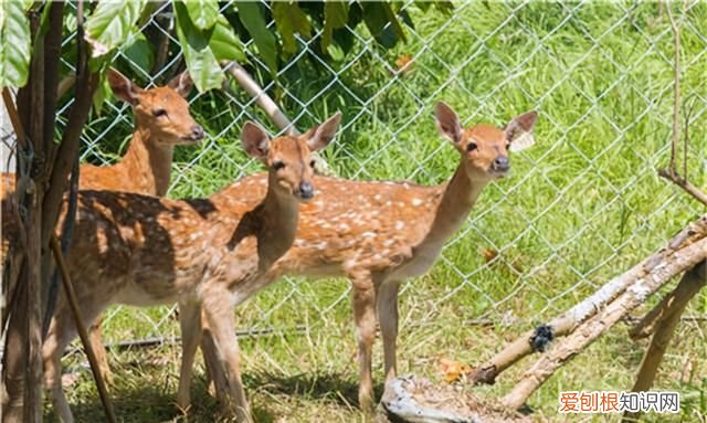 鹿角一样的是什么牌子