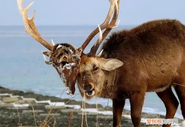 鹿角一样的是什么牌子