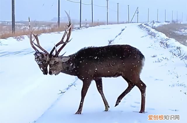 鹿角一样的是什么牌子