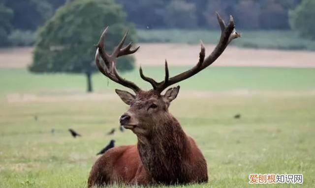 鹿角一样的是什么牌子