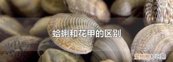 花甲是蛤蜊的一种，蛤蜊和花甲的区别