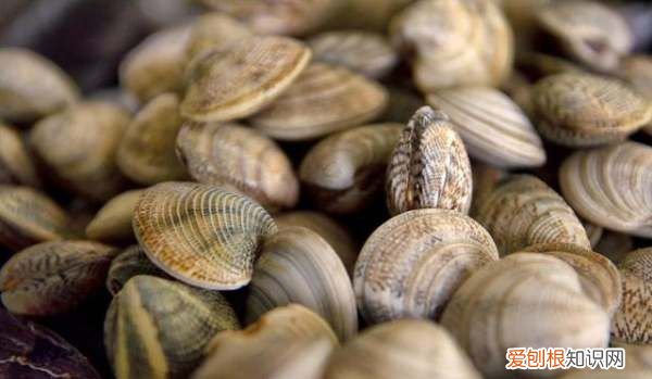 花甲是蛤蜊的一种，蛤蜊和花甲的区别