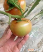 太空番茄是什么，为什么太空番茄叶少呢