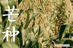 今天是芒种吗2023 今日芒种几点几分