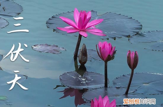 2023年末伏几月几号几分几秒 2023年末伏的具体时间